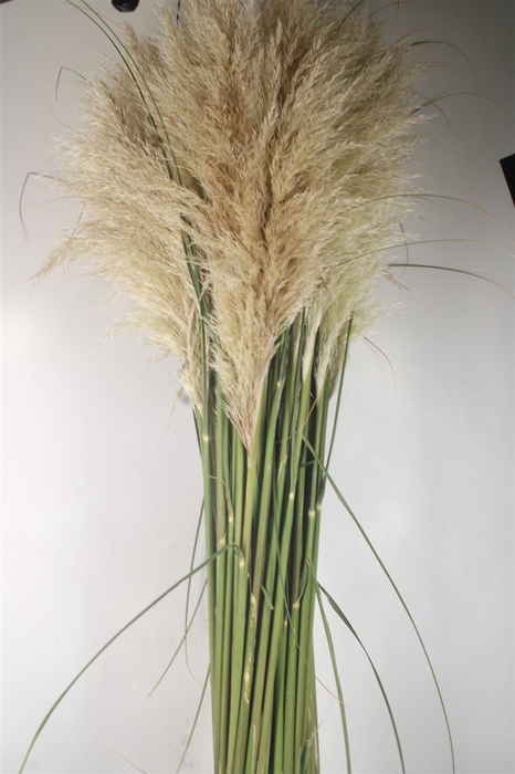 <h4>Cortaderia Se Silver Mountain Nl. Extra</h4>