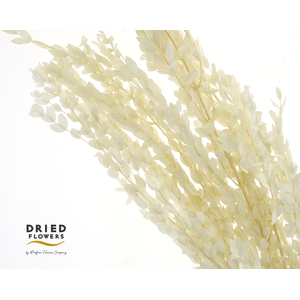 Dried Bleached Eucalyptus Parvifolia