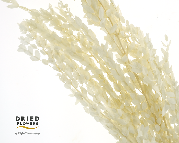 <h4>Dried Bleached Eucalyptus Parvifolia</h4>