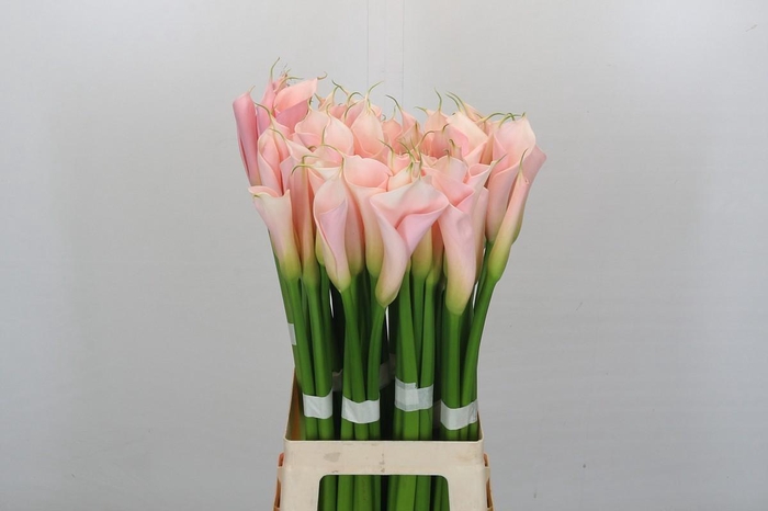 Zantedeschia Eydolls Salmon