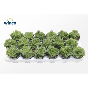 Haworthia Cymbiformis