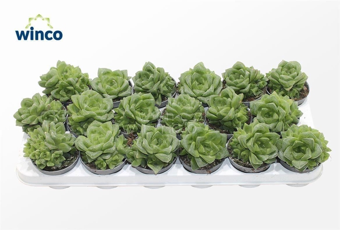 Haworthia Cymbiformis