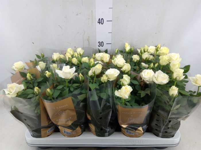 <h4>Rosa  'Pearl Kordana'</h4>