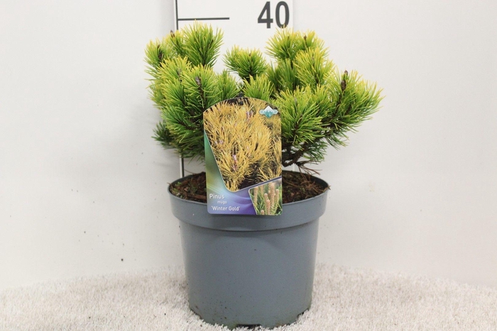 <h4>Pinus mugo 'Wintergold' P23 potgekweekt</h4>