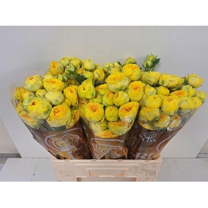 R TR GOL TRENDSETTER