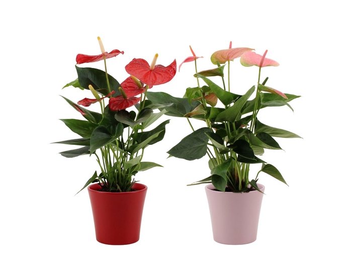 <h4>Anthurium red&pink mix in Boston ceramics</h4>