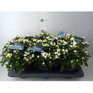 Rhododendron sim. 'Hor Class Belli'