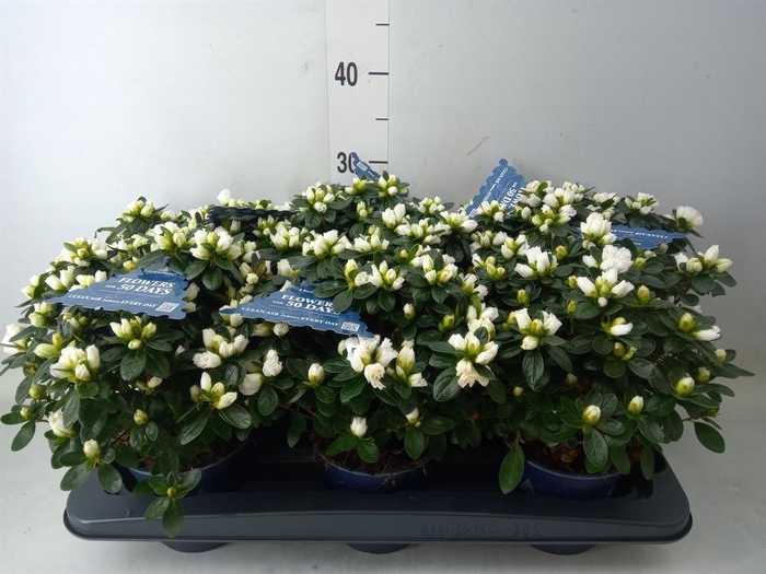 <h4>Rhododendron sim. 'Hor Class Belli'</h4>