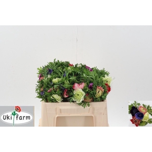 Anem Levante Gemengd