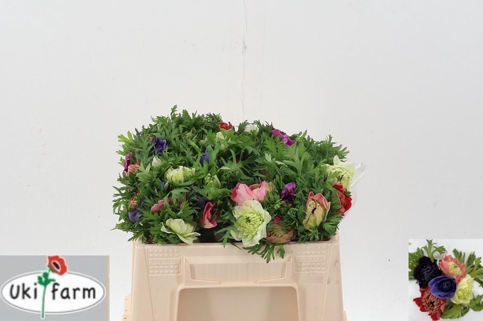 <h4>Anem Levante Gemengd</h4>