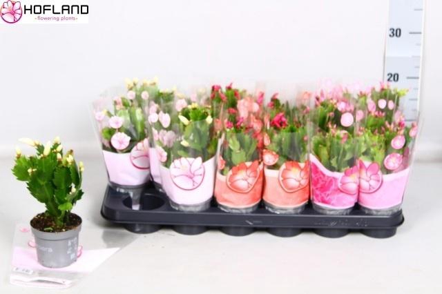 arr8 Schlumb Gem 3 Kl