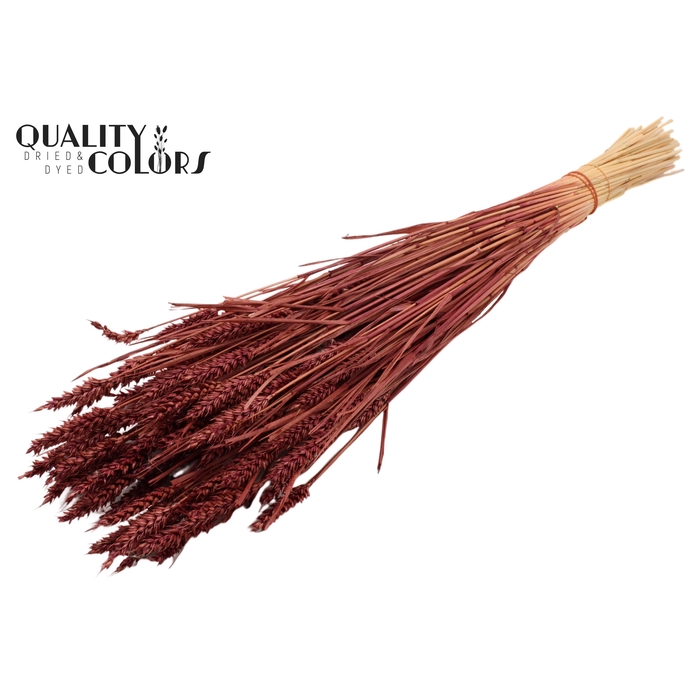 <h4>Triticum (sunbleached) per bunch Burgundy</h4>