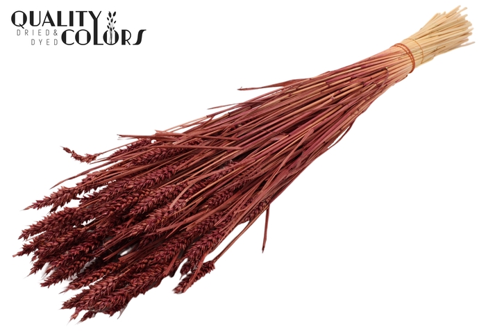<h4>Triticum (sunbleached) per bunch Burgundy</h4>