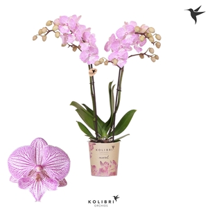 Phalaenopsis Manta Penida