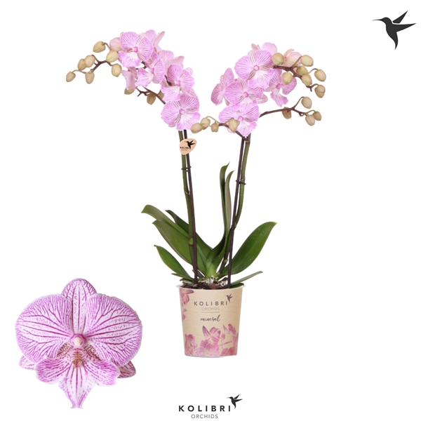 <h4>Phalaenopsis Manta Penida</h4>