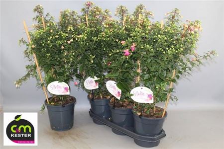 Fuchsia Ov