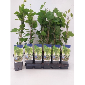 VITIS OV