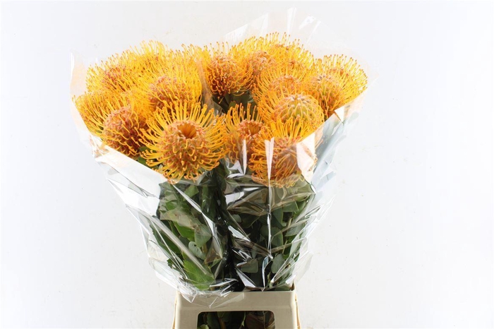 <h4>Leuco Co Soleil Xl</h4>