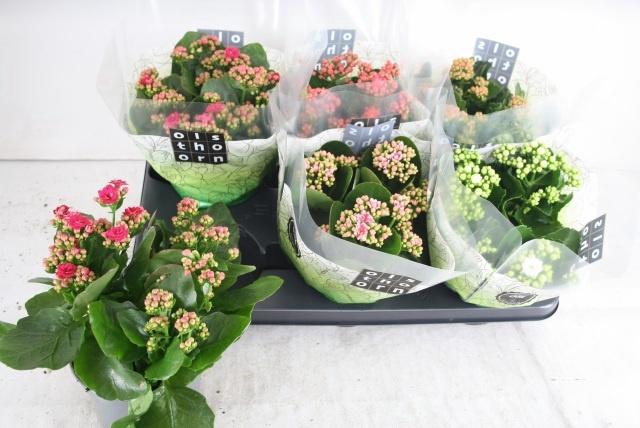 <h4>KAL GE GEM 5 KL</h4>