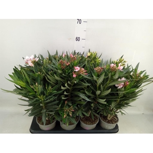Nerium oleander   ...