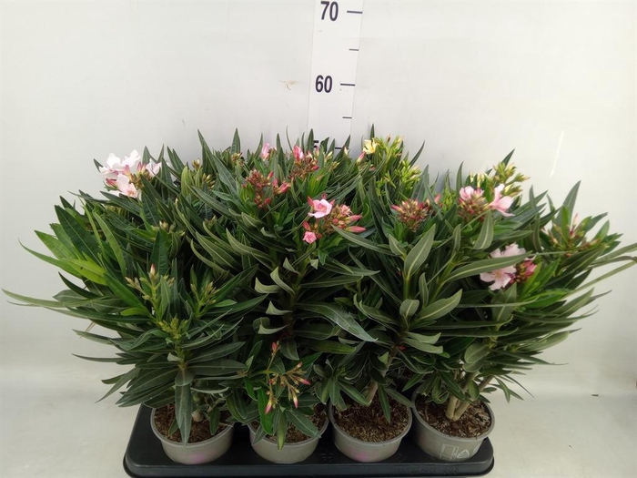 <h4>Nerium oleander   ...</h4>