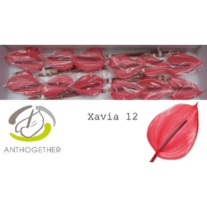 Anth A Xavia 13 cm X12 Wijnen