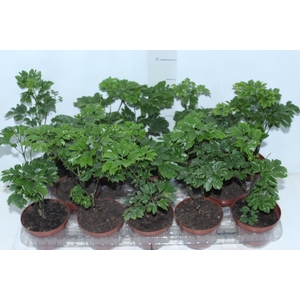 ARVORE DA FELICIDADE P11 MACHO