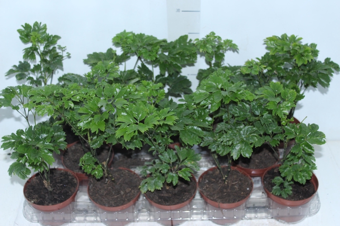 <h4>ARVORE DA FELICIDADE P11 MACHO</h4>