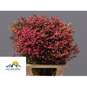 Limonium Sin Max Dia