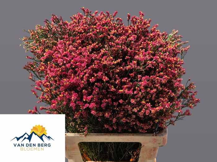<h4>Limonium Sin Max Dia</h4>