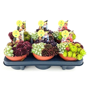 Sempervivum Mix