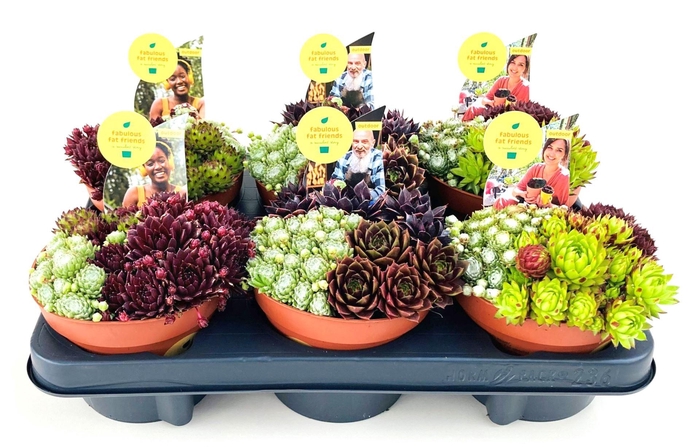 <h4>Sempervivum Mix</h4>
