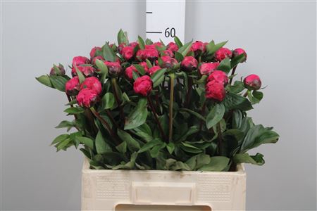 <h4>Paeo Red Sarah Ber</h4>