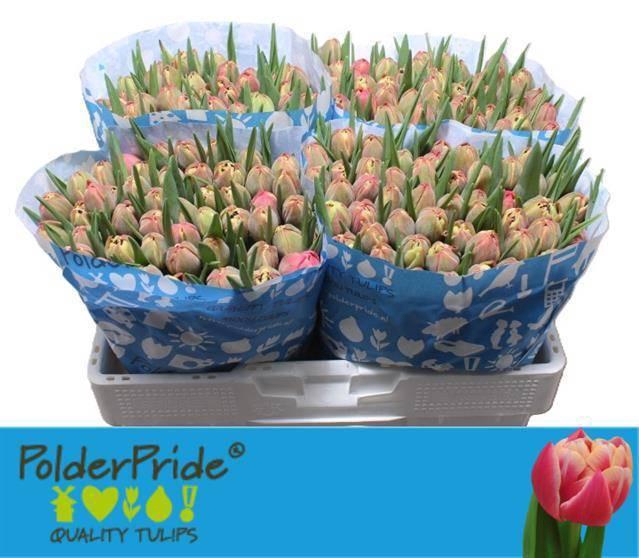 <h4>TU DU COLUMBUS</h4>