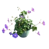 Geranium Rozanne