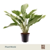 Aglaonema Cleopatra