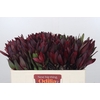 Leucadendron Saf Sunset Dark Red