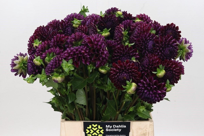 <h4>Dahlia Ivannetti</h4>