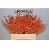 Ilex Larange