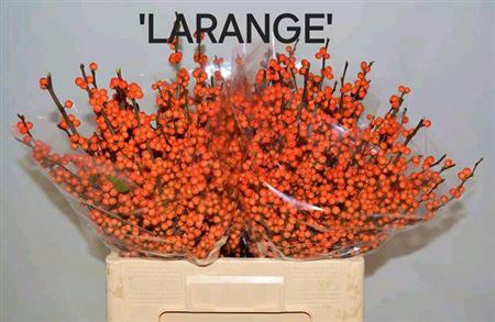 Ilex Larange