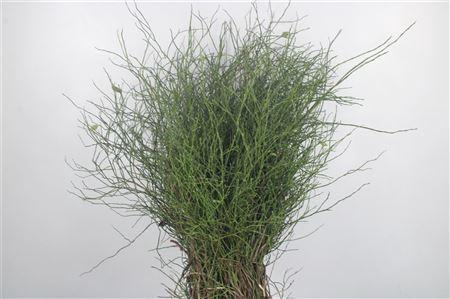 <h4>Bosbes Per Pak ( Bosjes )</h4>