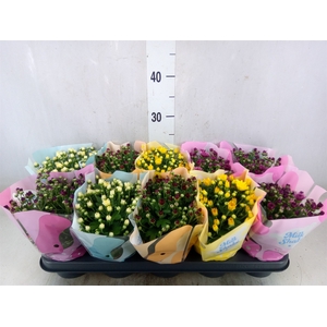 Chrysanthemum  'Milkshake'  ...mix
