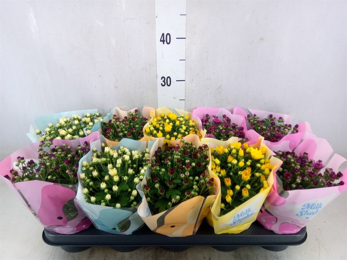 <h4>Chrysanthemum  'Milkshake'  ...mix</h4>