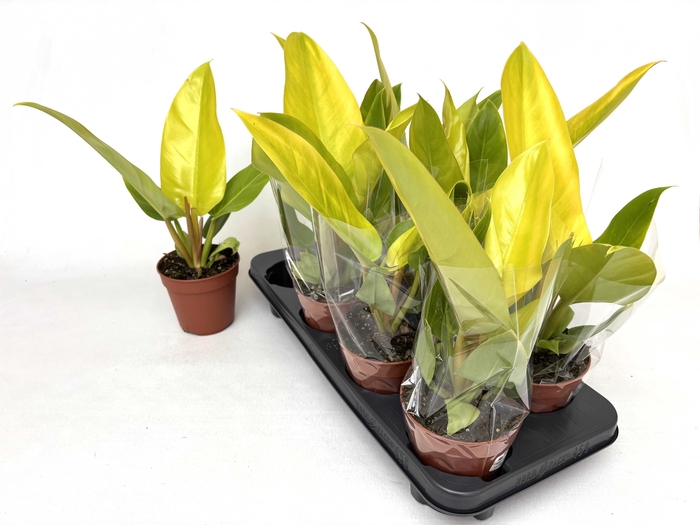 <h4>PHIL OVERIG</h4>