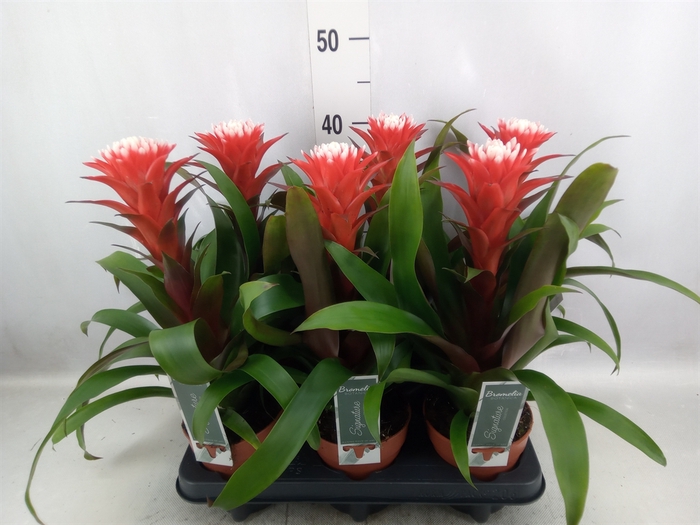 Guzmania  'Hope'