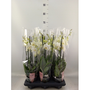 Phalaenopsis  'Ant Inverness'