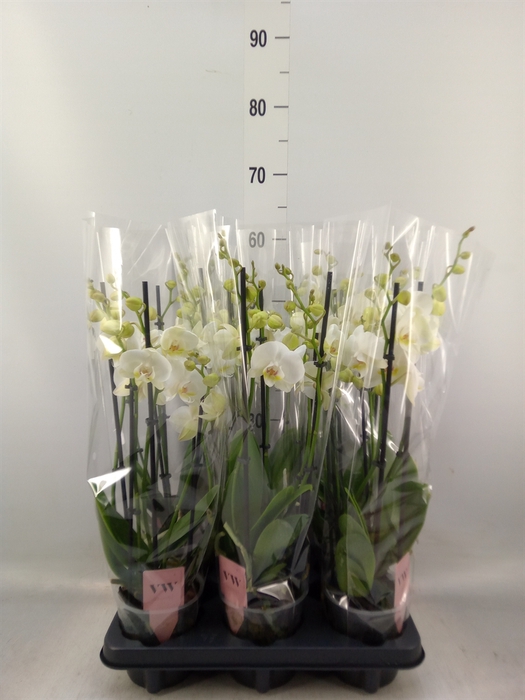 <h4>Phalaenopsis  'Ant Inverness'</h4>