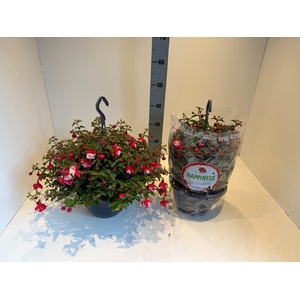 FUCHSIA MIXK