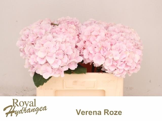 <h4>HYDR M CH VERENA</h4>