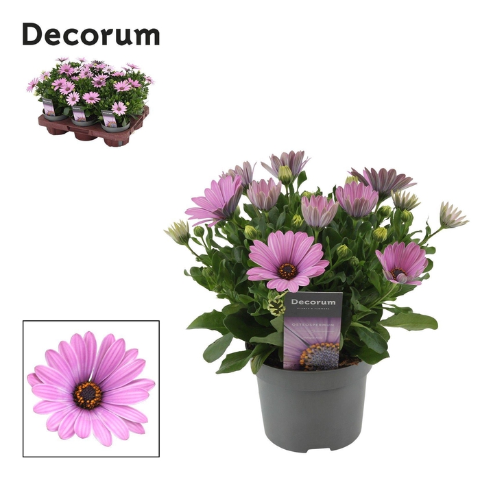 <h4>Osteospermum Cape Daisy Antique Rose Decorum</h4>